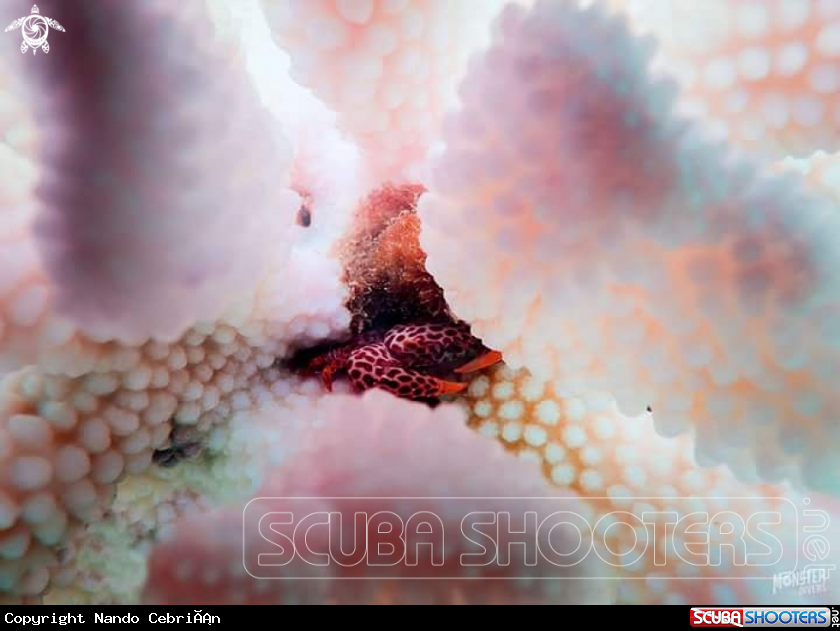 A Red spotted coral crab 