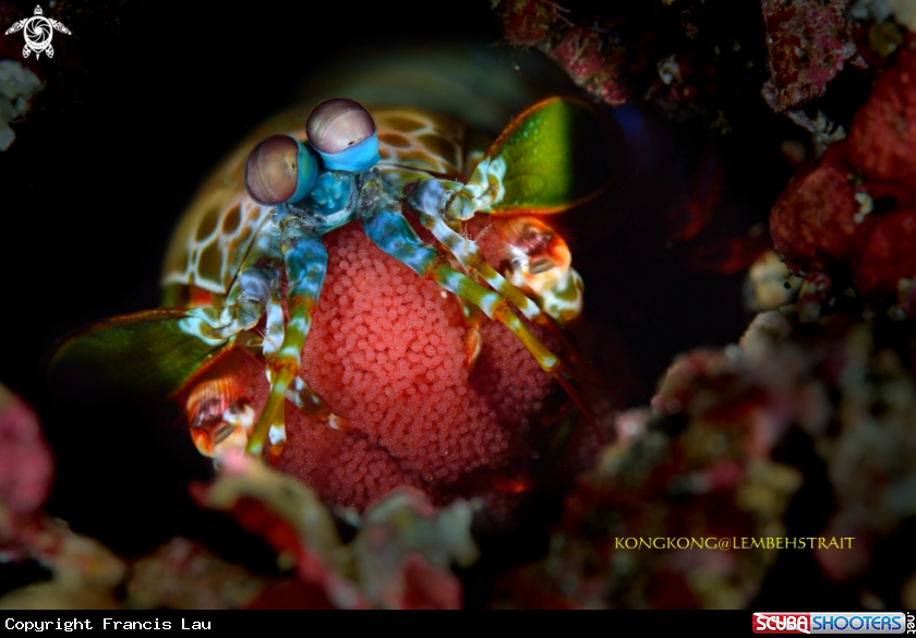 A Peacock Mantis Shrimp