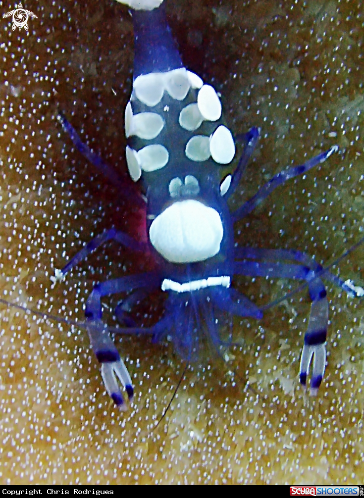A Glass Anemone Shrimp