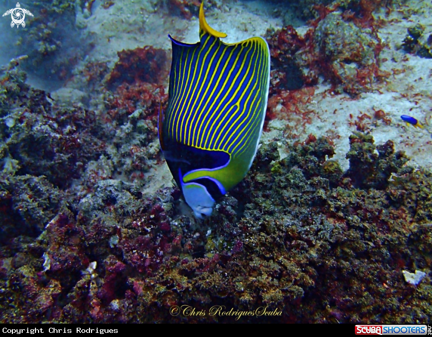 A Emperor angelfish