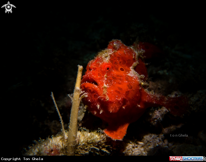 A Frog Fish