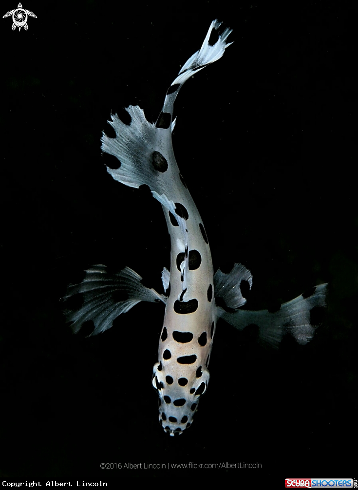 A Cromileptes Altivelis