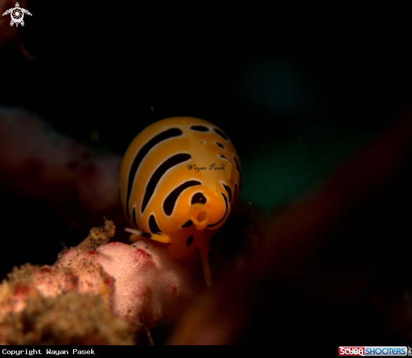 A Tiger Cowrie