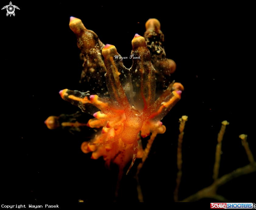 A Eubranchus 