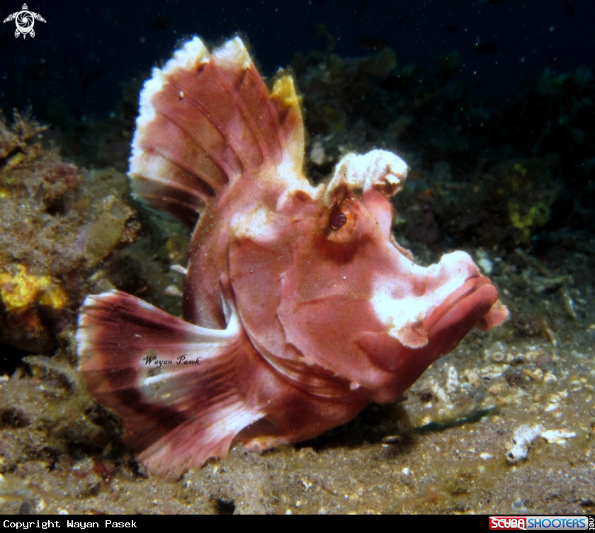 A Rhinopias