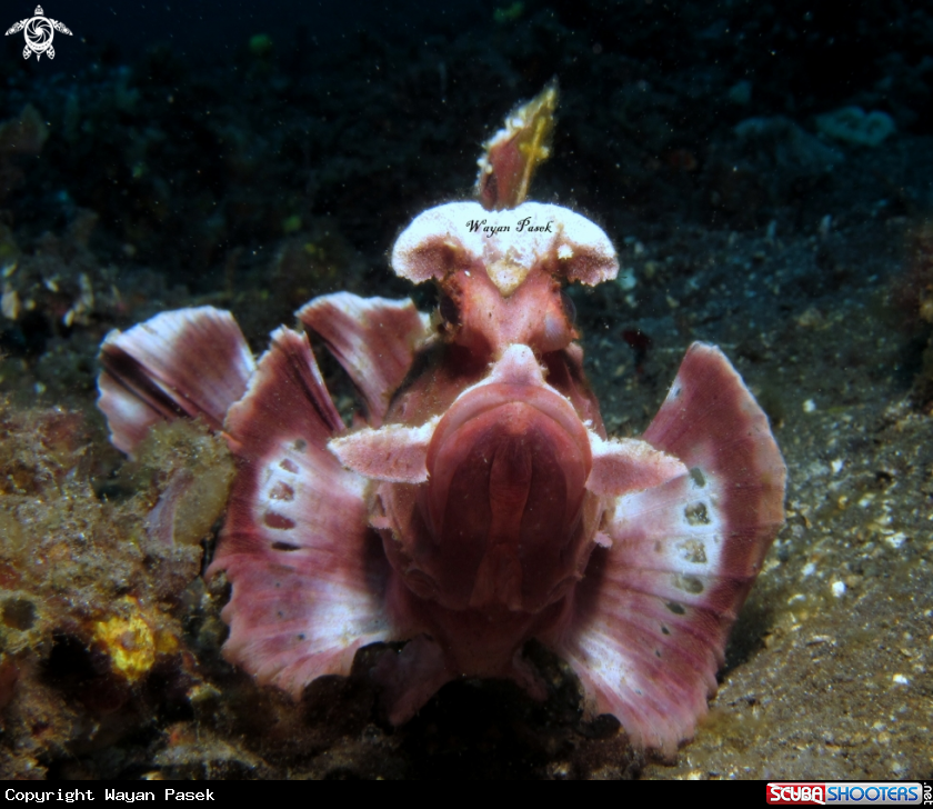 A Rhinopias