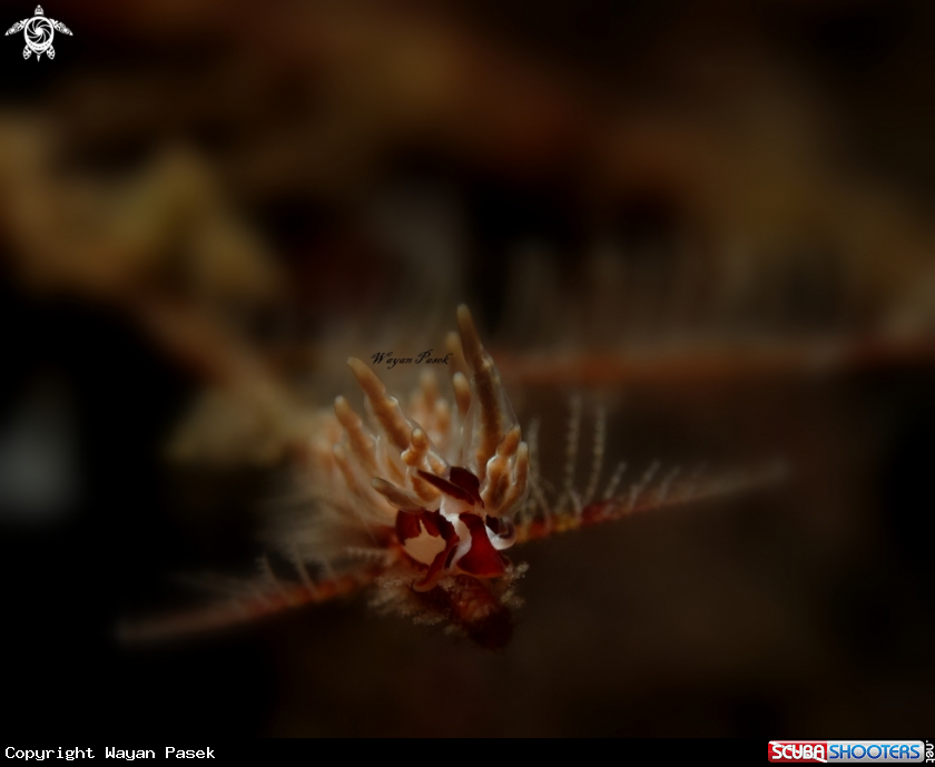 A Eubranchus 