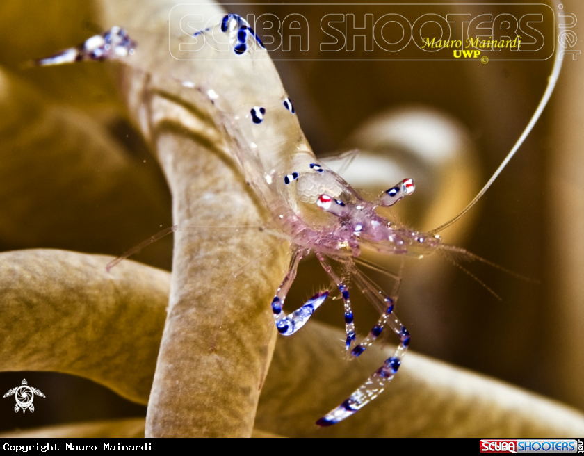 A underwater creature