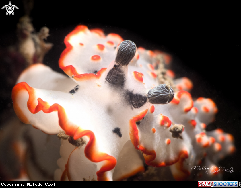 A Nudibranch