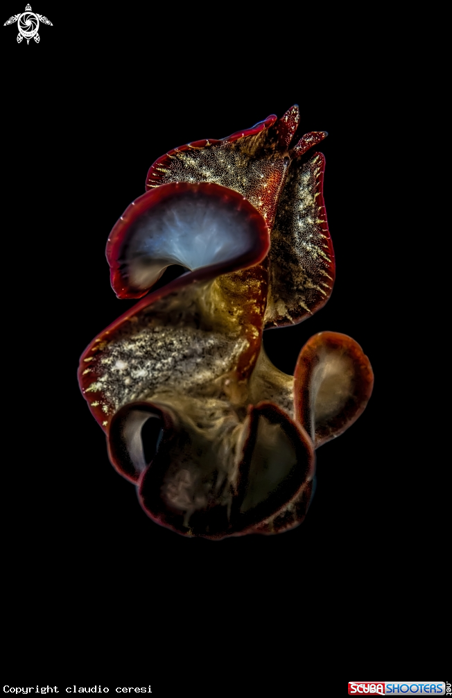 A The flatworms, flat worms, Platyhelminthes