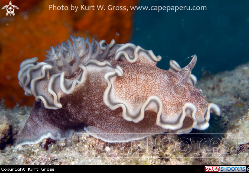 A Nudibranche