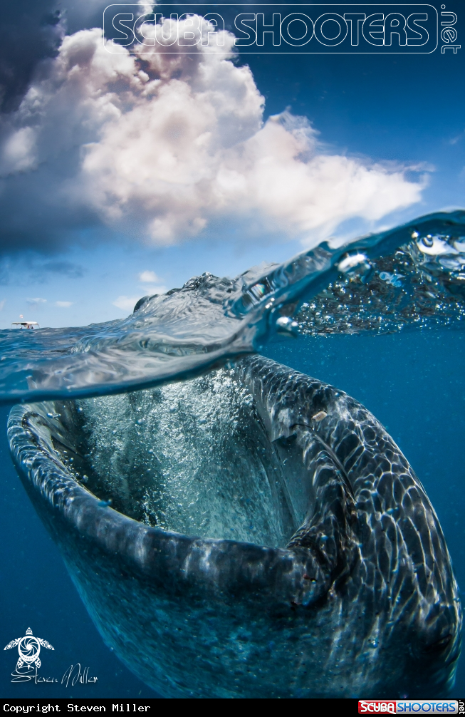 A Whaleshark
