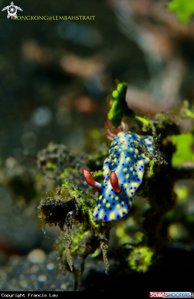 A Nudibranch
