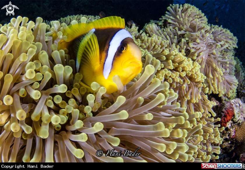A Anemonefish