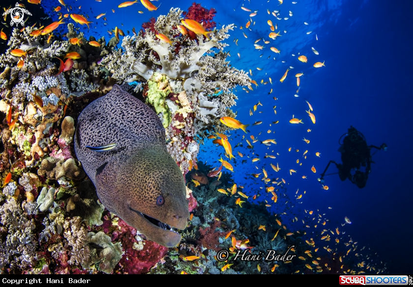 A moray eel