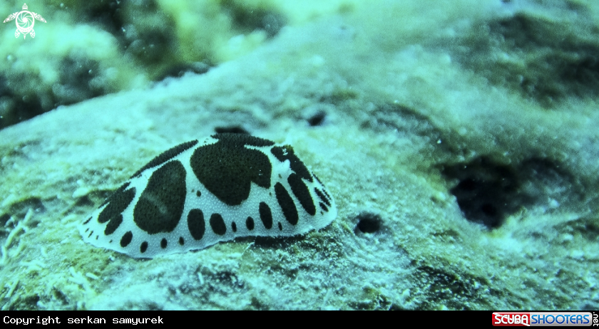 A Nudibranchs