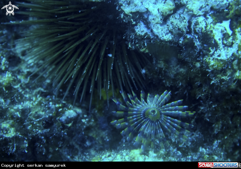 A seaurchin