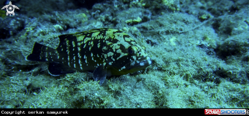 A Grouper