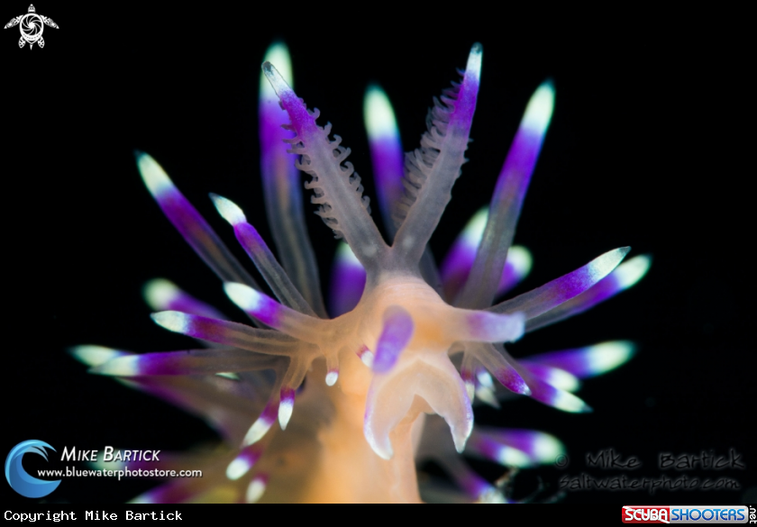 A Flabelina
