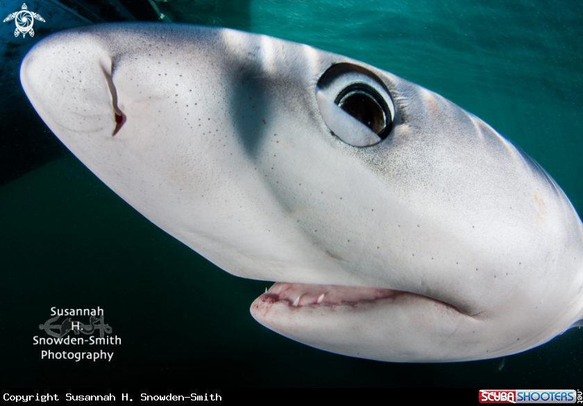 A Blue Shark