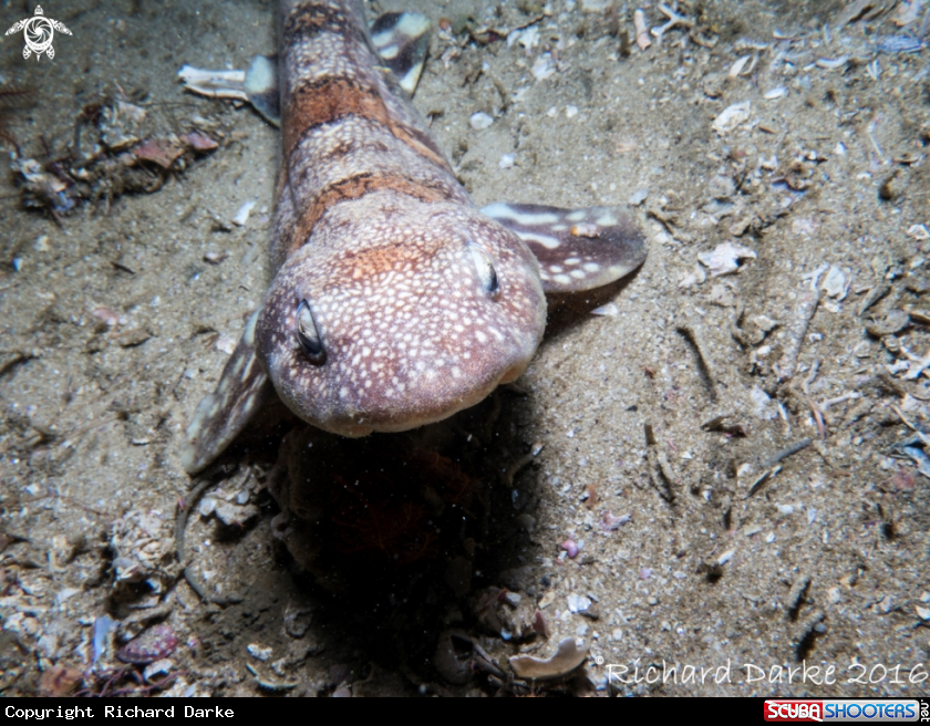 A Puffadder Shyshark