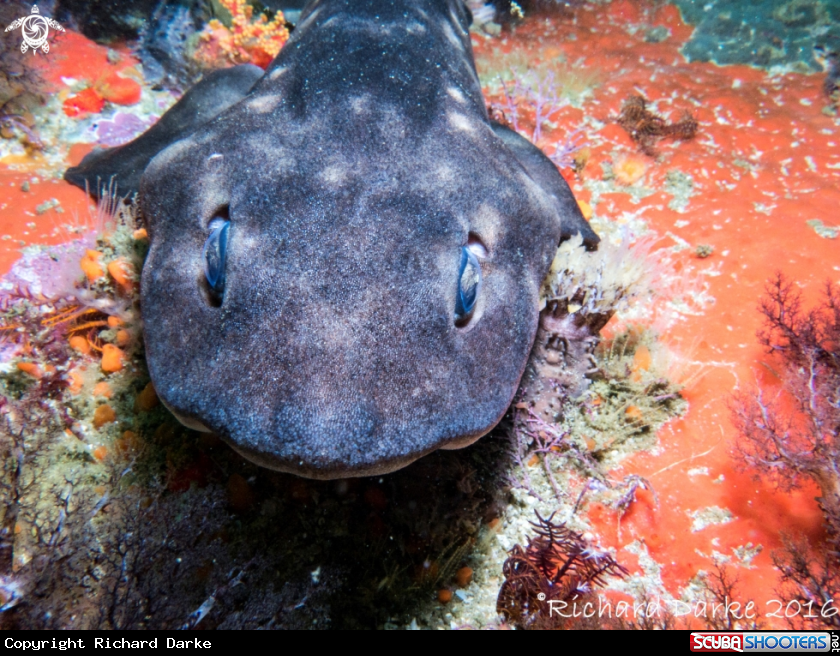 A Dark Shyshark