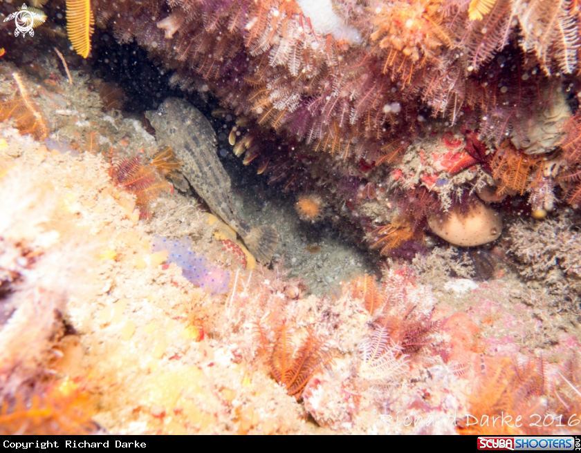 A Smoothskin Horsefish