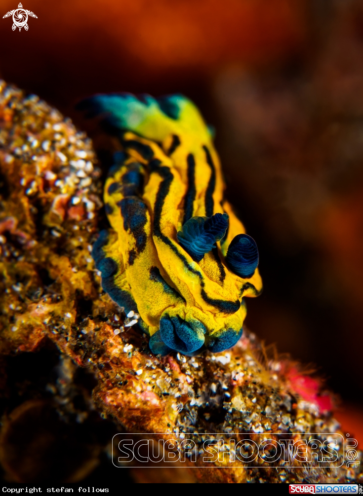A Nudibranch