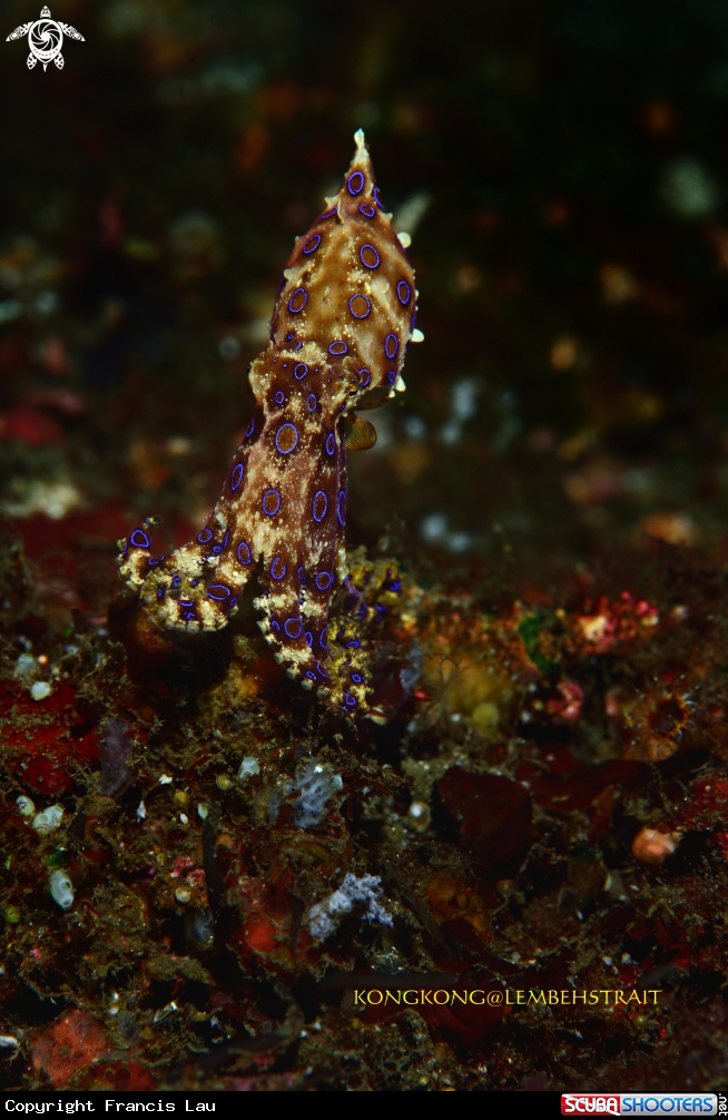 A Blue Ringed Octopus