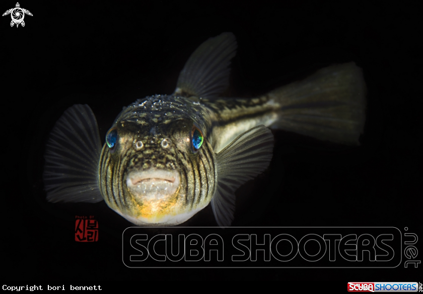 A Fufferfish