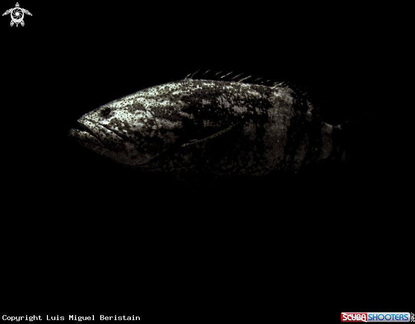 A Epinephelus itajara