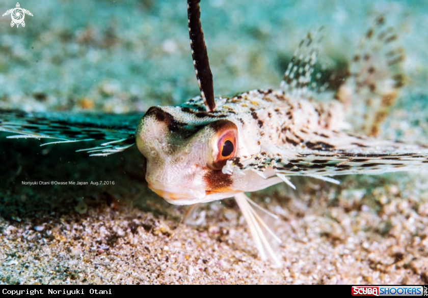A Oriental flying gurnard