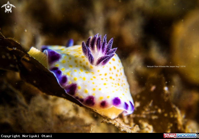 A Nudibranch