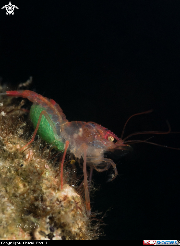 A Shrimp