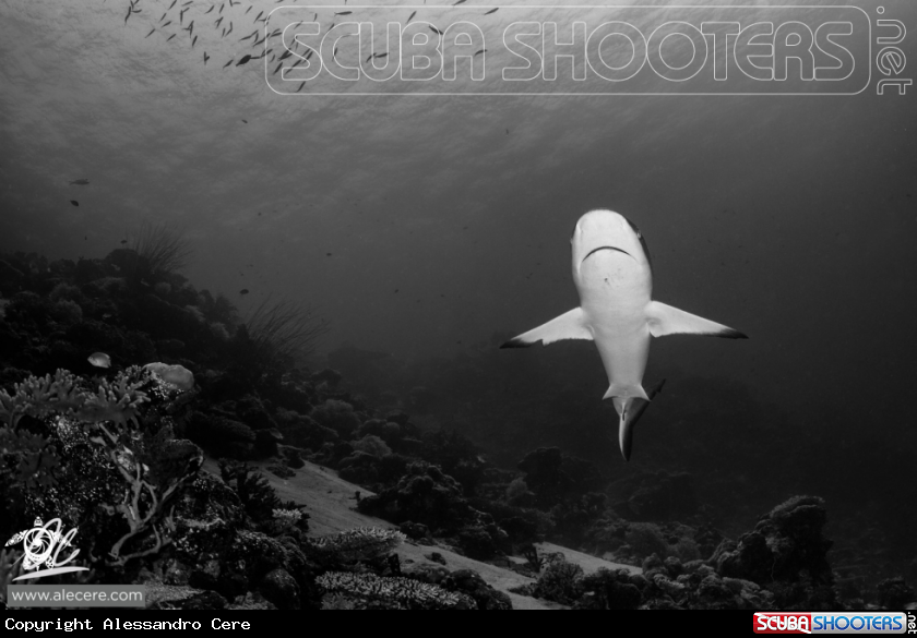 A Grey reef shark
