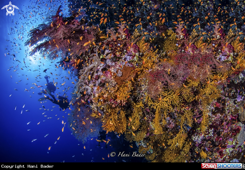 A coral reef
