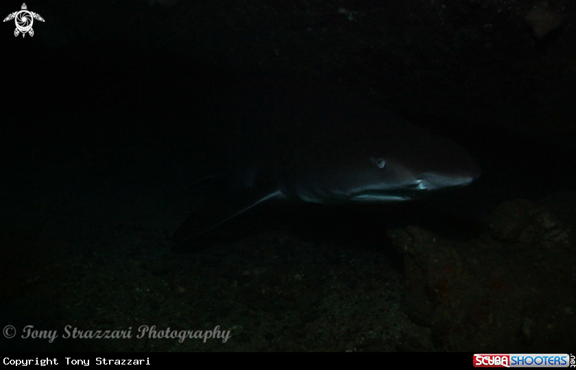 A Grey nurse shark
