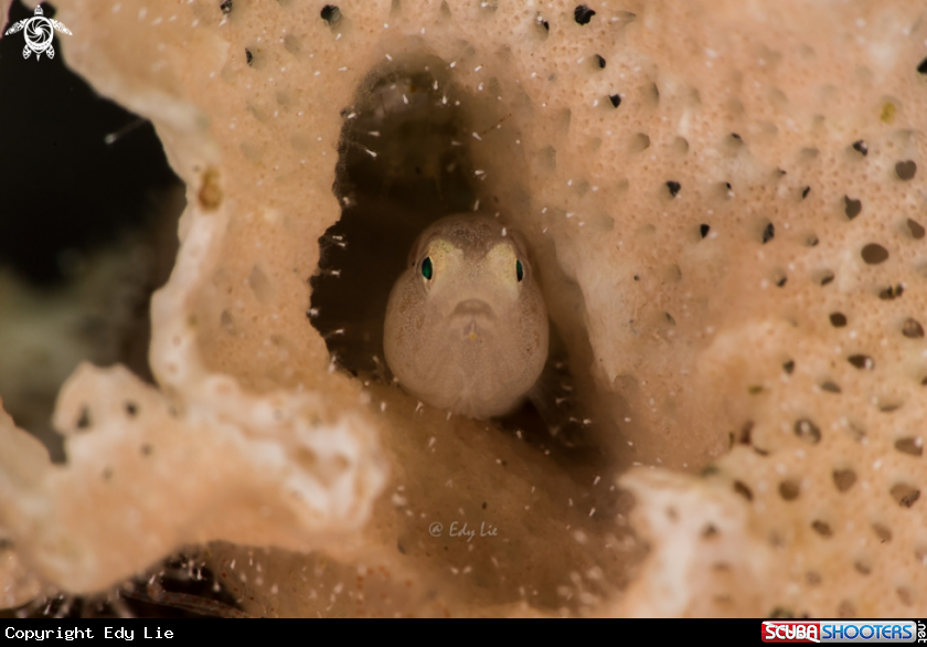 A Bryozoan Goby