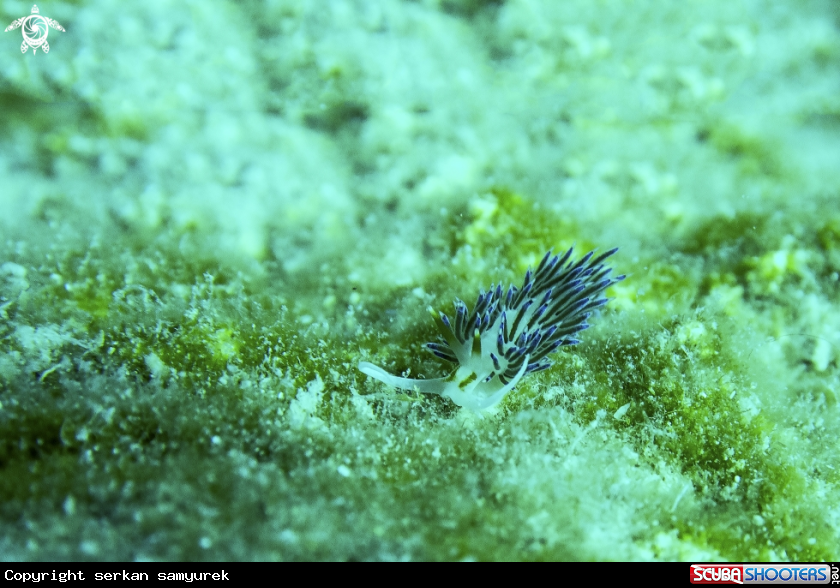 A Nudibranchs