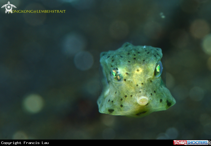 A Boxfish