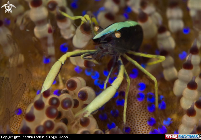 A Squat Lobster