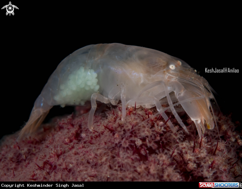 A Pregnant Snapping Shrimp