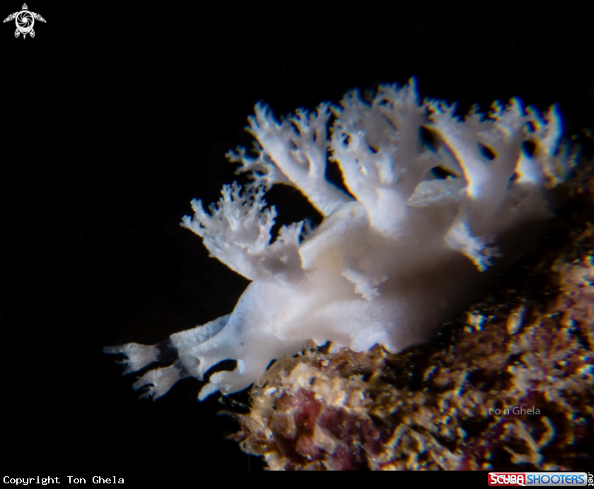 A Nudibranch
