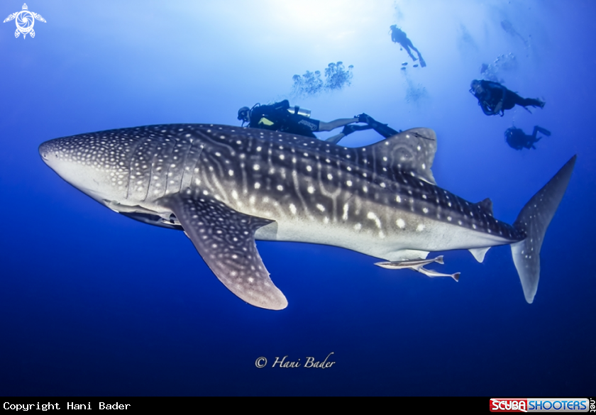 A white shark