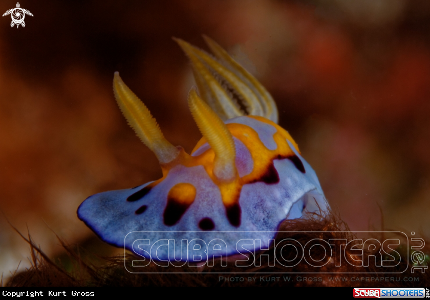A Nudibranche