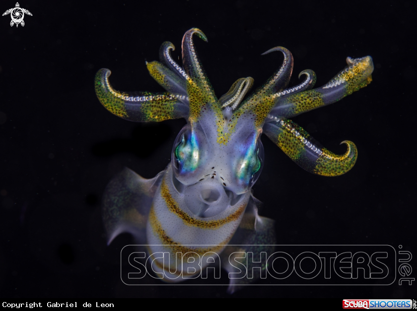 A Reef Squid