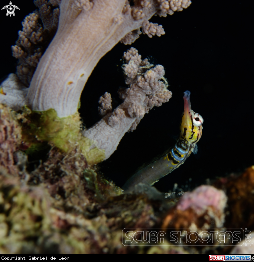 A Pipefish