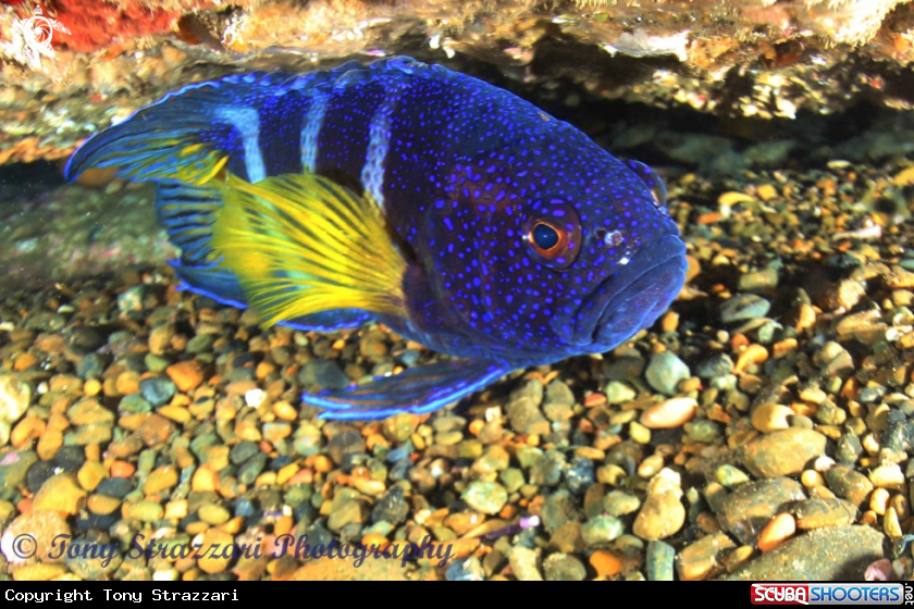 A Eastern Blue Devilfish