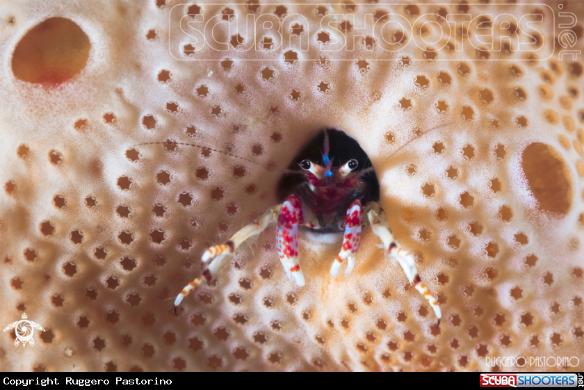 A Hermit crab