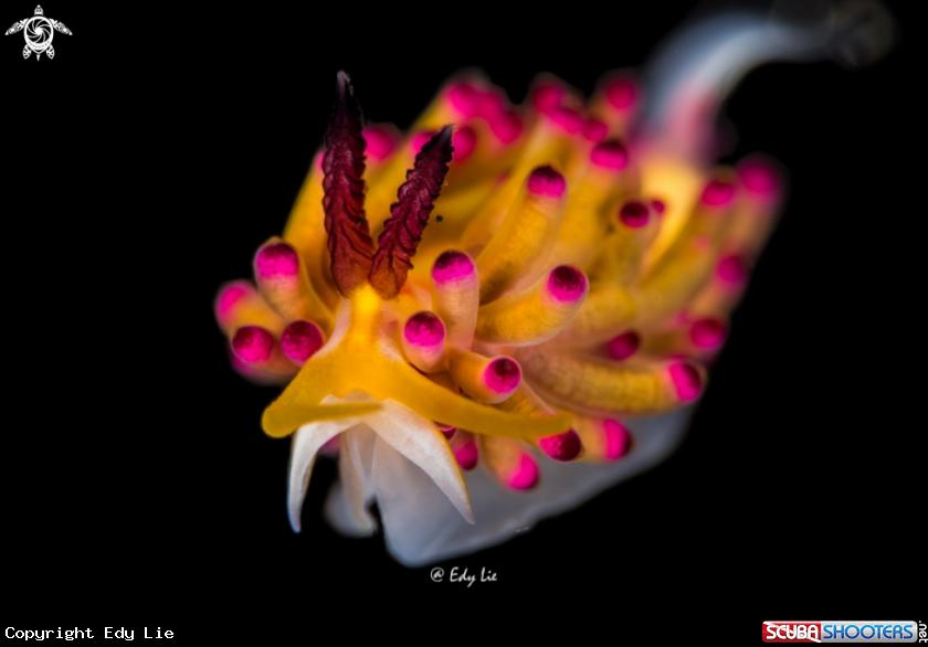 A Nudi